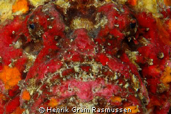 Stonefish, in mating "dress" by Henrik Gram Rasmussen 